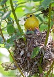 Paruline Jaune / Yellow Warbler