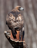 Buse à queue rousse  / Red-tailed Hawk