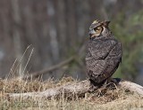 Grand-duc d’Amérique / Great horned Owl