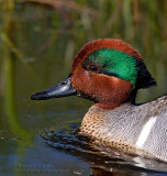 Sarcelle d’hiver  /  Green-winged Teal