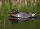 Sarcelle d’hiver / Green-winged Teal