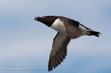 Petit Pingouin  /  Razorbill  