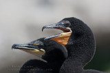 Cormoran à aigrettes (juv)  /  Double-crested Cormorant (juv) 