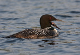 Plongeon huard / Common Loon