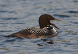 Plongeon huard / Common Loon 