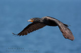 Cormoran à aigrettes / Double-crested Cormorant