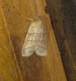9930 Pyreferra citrombra Citrine Sallow Moth 4-4-2011 Athol Ma.JPG