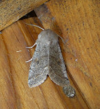 10495 – Orthosia hibisci – Speckled Green Fruitworm Moth  4-9-2011 Athol Ma.JPG Accepted by BAMONA