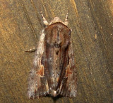 10520 – Morrisonia evicta – Bicolored Woodgrain Moth 4-2-2011 5-2-2011 Athol Ma .JPG