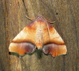 6841 E – Plagodis kuetzingi – Purple Plagodis Moth  5-8-2011.JPG