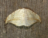6251 – Drepana arcuata – Arched Hooktip Moth  5-24-2011 Athol Ma.JPG