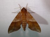 7886  Darapsa choerilus  Azalea Sphinx Moth 5-26-2011 Athol Ma.JPG