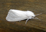 8140  Hyphantria cunea  Fall Webworm Moth 5-28-2011 Athol Ma.JPG