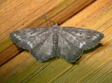 6654 E Hypagyrtis unipunctata One-spotted Variant Moth 5-30-2011 Athol Ma.JPG