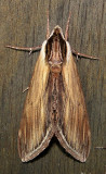 7809 – Sphinx kalmiae – Laurel Sphinx Moth  6-5-2011 Athol Ma.JPG