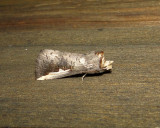 7953 – Symmerista leucitys – Orange-humped Mapleworm Moth 6-5-2011 Athol Ma.JPG
