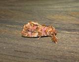 9631 – Callopistria mollissima – Pink-shaded Fern Moth 6-6-2011 Athol Ma.JPG