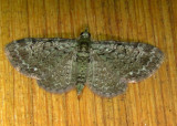 7625 E Pasiphila rectangulata Green Pug Moth 6-7-2011 Athol Ma 5.JPG