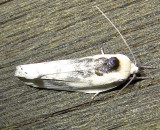 1011 – Antaeotricha schlaegeri – Schlaegers Fruitworm Moth 6-10-2011 Athol ma.JPG