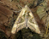 9546  Phlogophora iris  Olive Angle Shades Moth June 18 2011 Athol Ma mothball.JPG