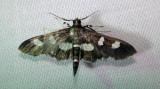 5159 Grape Leaf Folder Desmia funeralis June 21 2011 Athol Ma.JPG