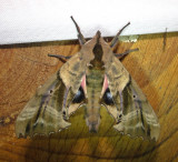 7824 – Paonias excaecata – Blind-eyed Sphinx June 29 2011 Athol Ma (18).JPG