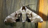 7821 Smerinthus jamaicensis Twin-spotted Sphinx Moth July 18 2011 (1).JPG