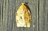 3504 Acleris curvalana Blueberry Leaftier July 17 2011 Athol Ma.JPG