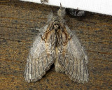 7919 Peridea basitriens Oval-Based Prominent July 13 2011 Athol Ma (2) .JPG