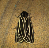 8175 unknown melanistic tiger July 24 2011 Athol Ma (1).JPG