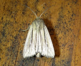 10446 Leucania multilinea Many-lined Wainscot July 21 2011 Athol Ma.JPG