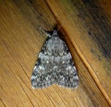 The Underwing Moths