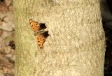 Massachusetts Butterflies and Moths