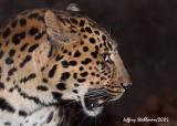 Profiles In Leopard