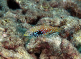 Maldives 2011 191.JPG