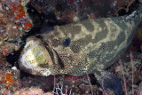 Maldives 2011 183.JPG