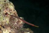 Maldives 2011 182.jpg