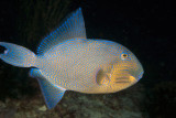 Maldives 2011 164.JPG