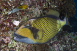 Maldives 2011 139.JPG