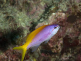 Maldives 2011 117.JPG