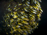 Maldives 2011 107.jpg