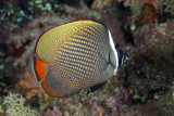 Maldives 2011  88.JPG