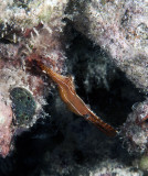 Maldives 2011  65.jpg