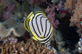 Maldives 2011  42.JPG