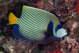 Maldives 2011  20.JPG