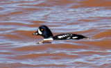 Barrows Goldeneye