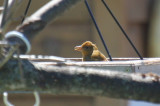 Summer Tanager - WI