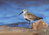 Dunlin