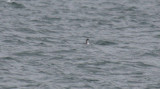 Pacific Loon