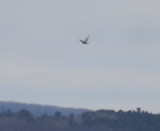 Thayers/Iceland Gull